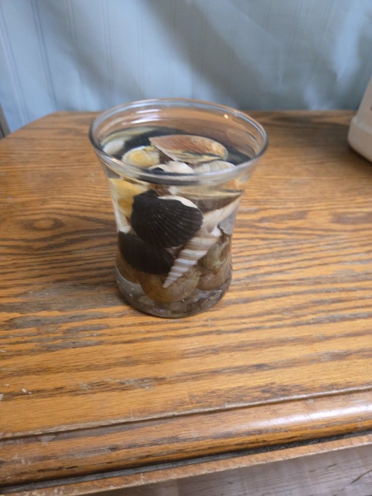 Epoxy resin Sea Shells