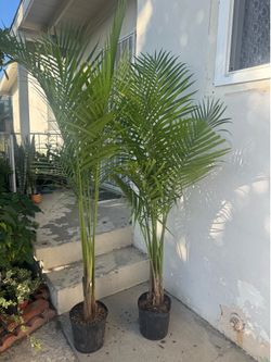 Palm 35$ each