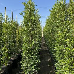 Ficus Nitida Indian Laurel Hedge