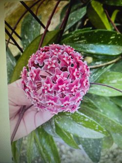 Hoya pubicalyx splash