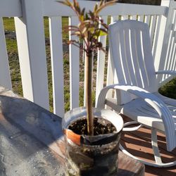 Elderberry Plants