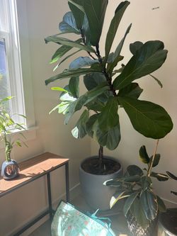 3 plants left different prices