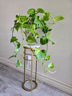 Indoor plant with vase