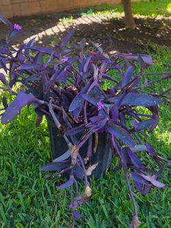 Purple Heart Plant