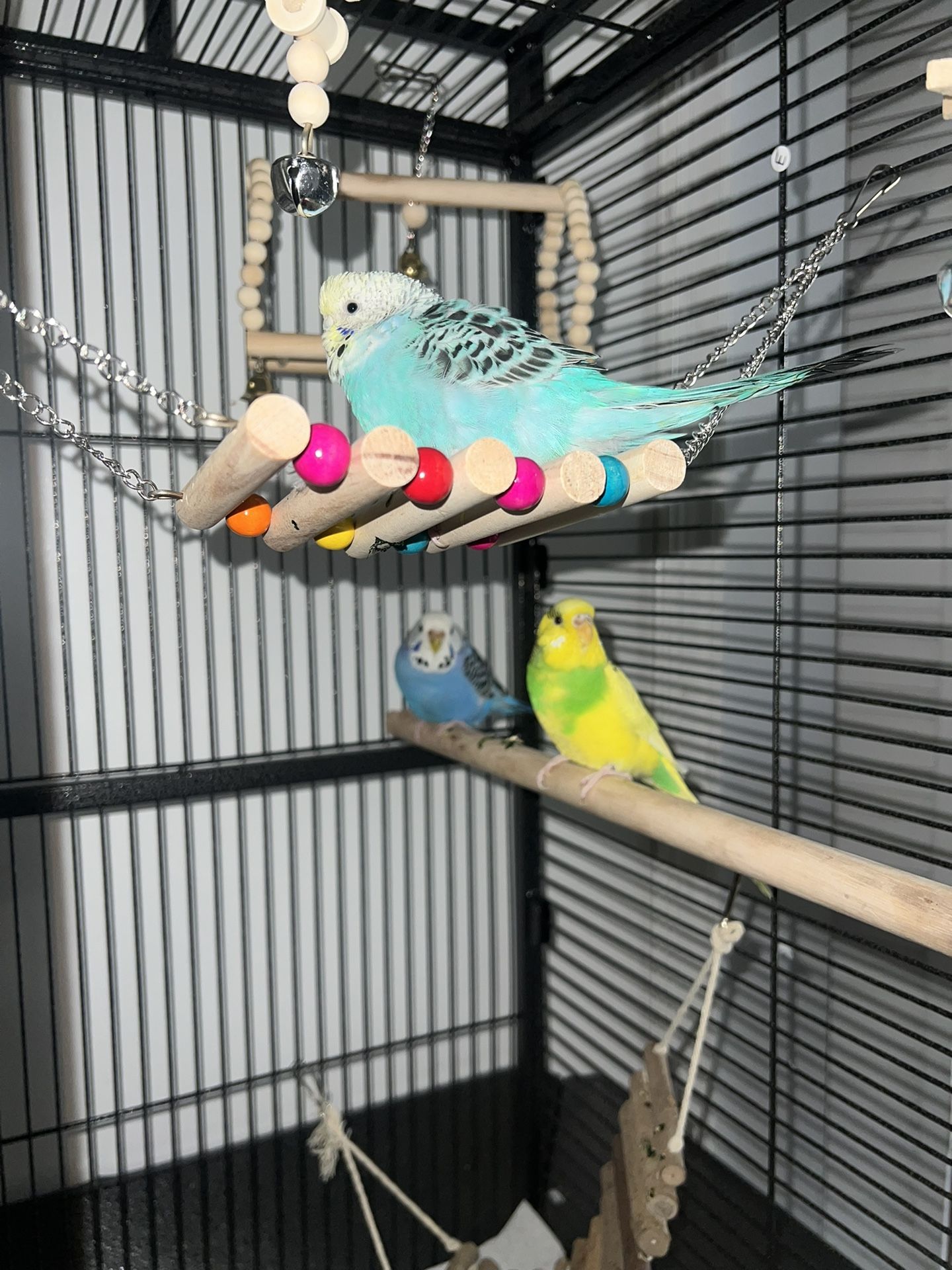 bird cage