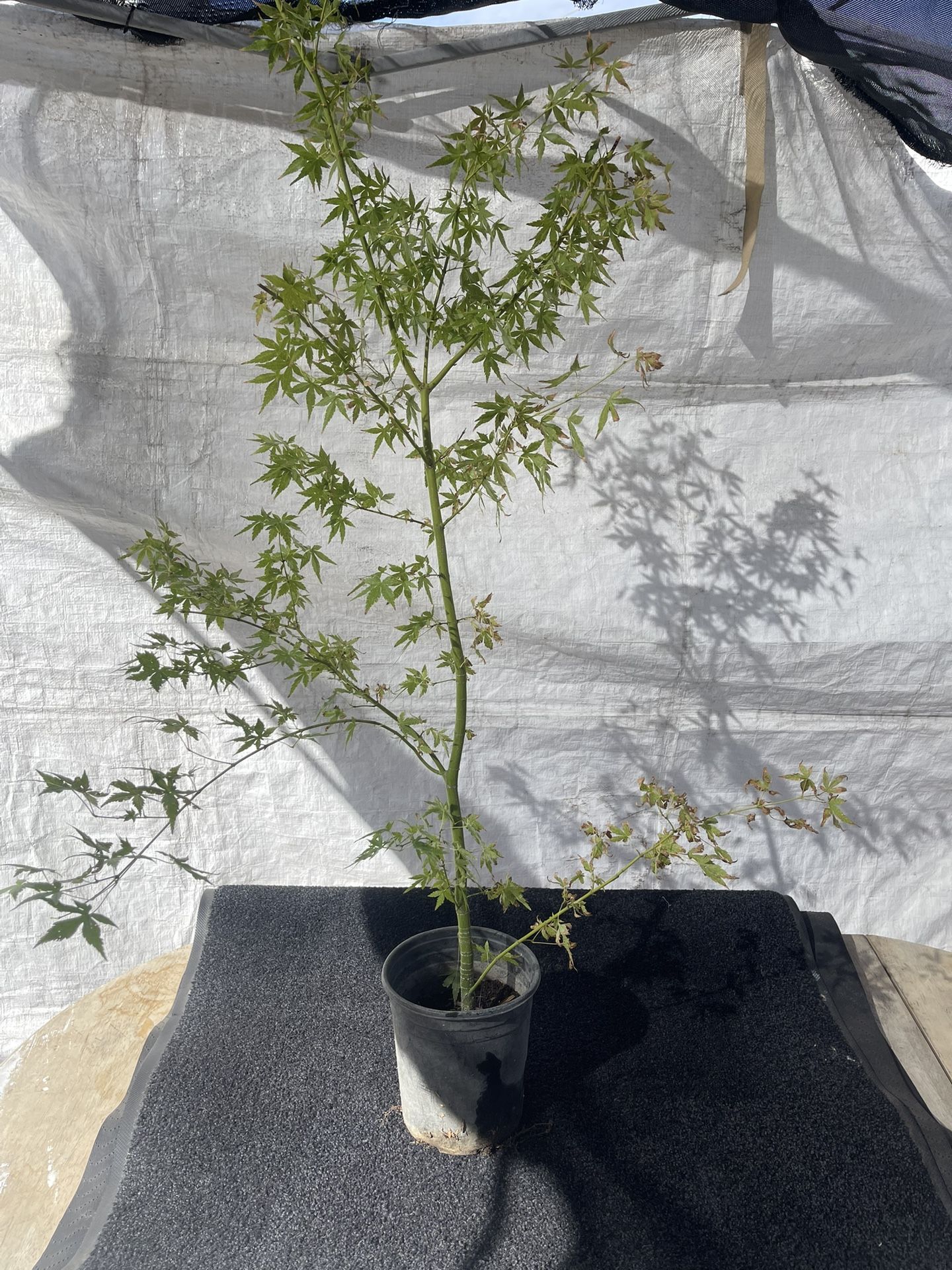 Japanese maples 2 to 3 years old