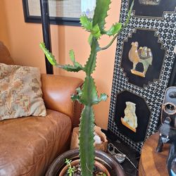 Candelabra Cactus 3'