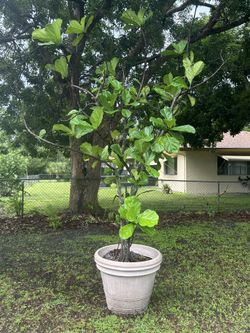 Fiddle Leaf Fig
