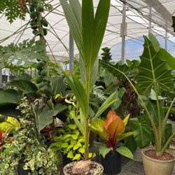 Hawaii Dwarf Coconut Seedling Plant Tree 3gallon Producing Fruits Begining At 5ft