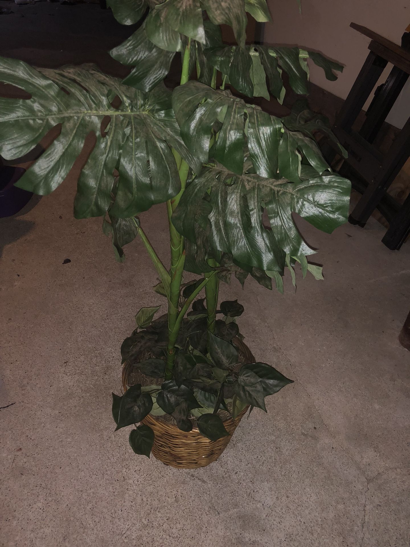 Plant