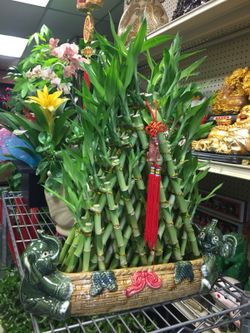 Plants