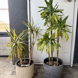 2 Dracaena Plants + Pots (Dragon Tree 2.5 ft, Corn Plant 3.5 ft) 🌿