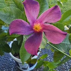 Purple-blue Mandeville Live Flower Plant, 3gal