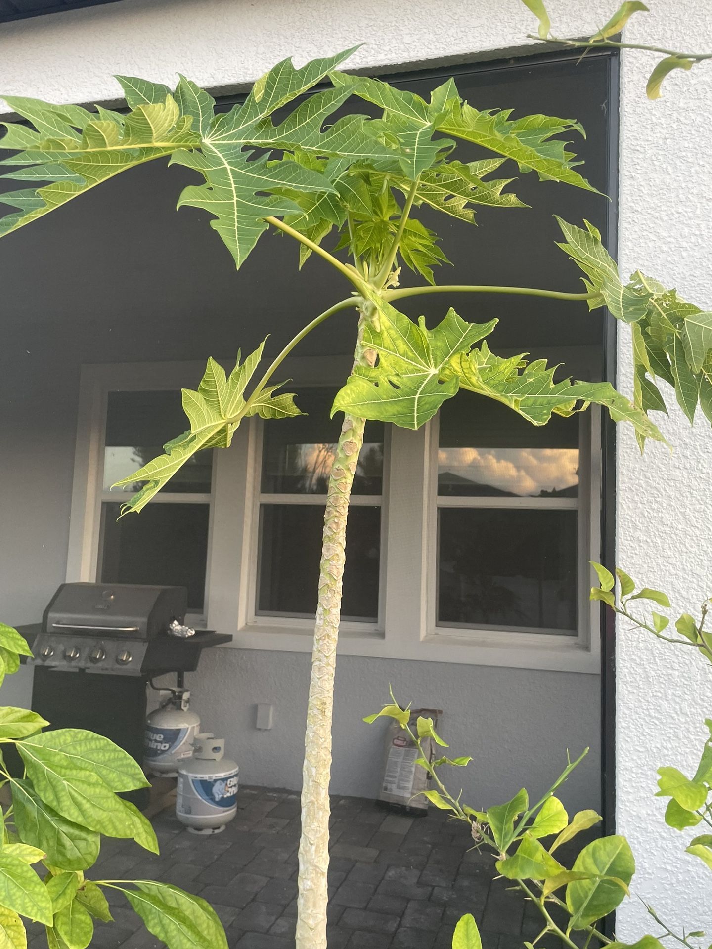 Papaya Tree