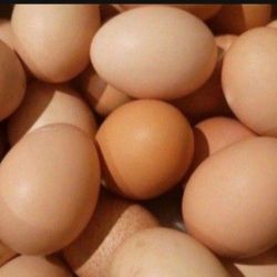 Fresh Organic Eggs for sale.
Free range, non antibiotic