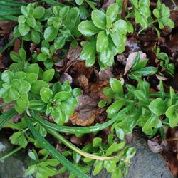 Outdoor & Indoor Plants 🪴 