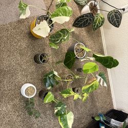 Plant Haul