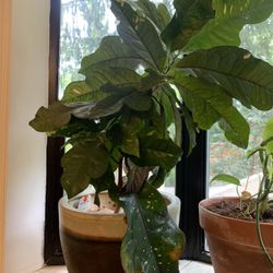 Croton Plant In Ceramic Pot 