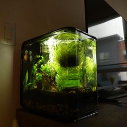 4 Gallon Aquarium Set