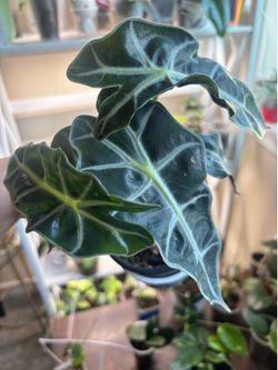 Alocasia