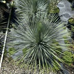 Yucca rostrata