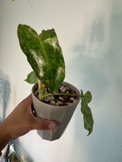 Philodendrons Variegated Burle Marx