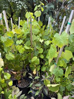 2 Types Of Edible Grape Plants In !!
