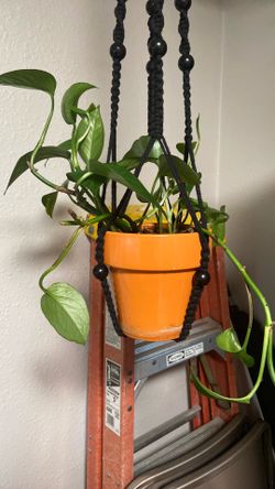 Healthy growing pathos plant in ceramic pot with new macrame hanger