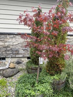 Red Oak Tree Approx 5’ Tall