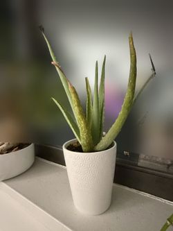 Aloe Vera in Tall White Textured Pot