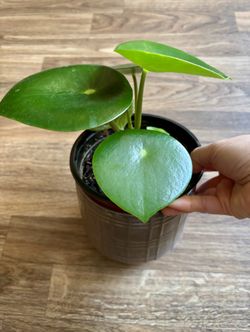 Peperomia Raindrop 