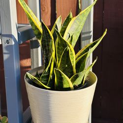 Sansevieria plant
