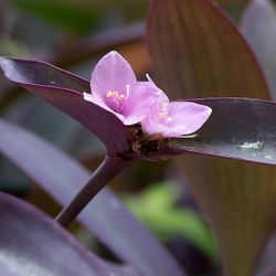 Purple Heart Plant Or Tradescantia pallida