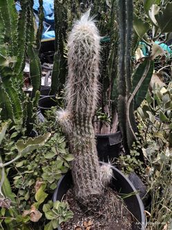 Oh man of the Andy's cactus plant