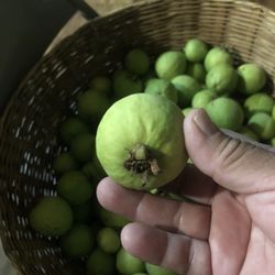 Guayaba
