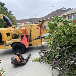Hago Trabajos De Remover O Podar Árboles Y Palmas