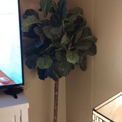 Tree For Sale In Sanger