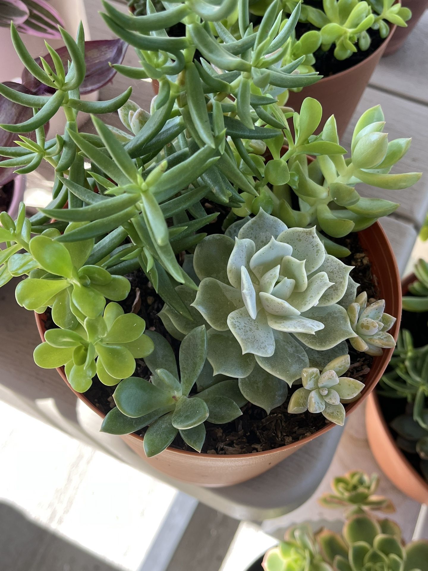 Mix Succulents Plant