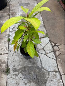 Small avocado tree