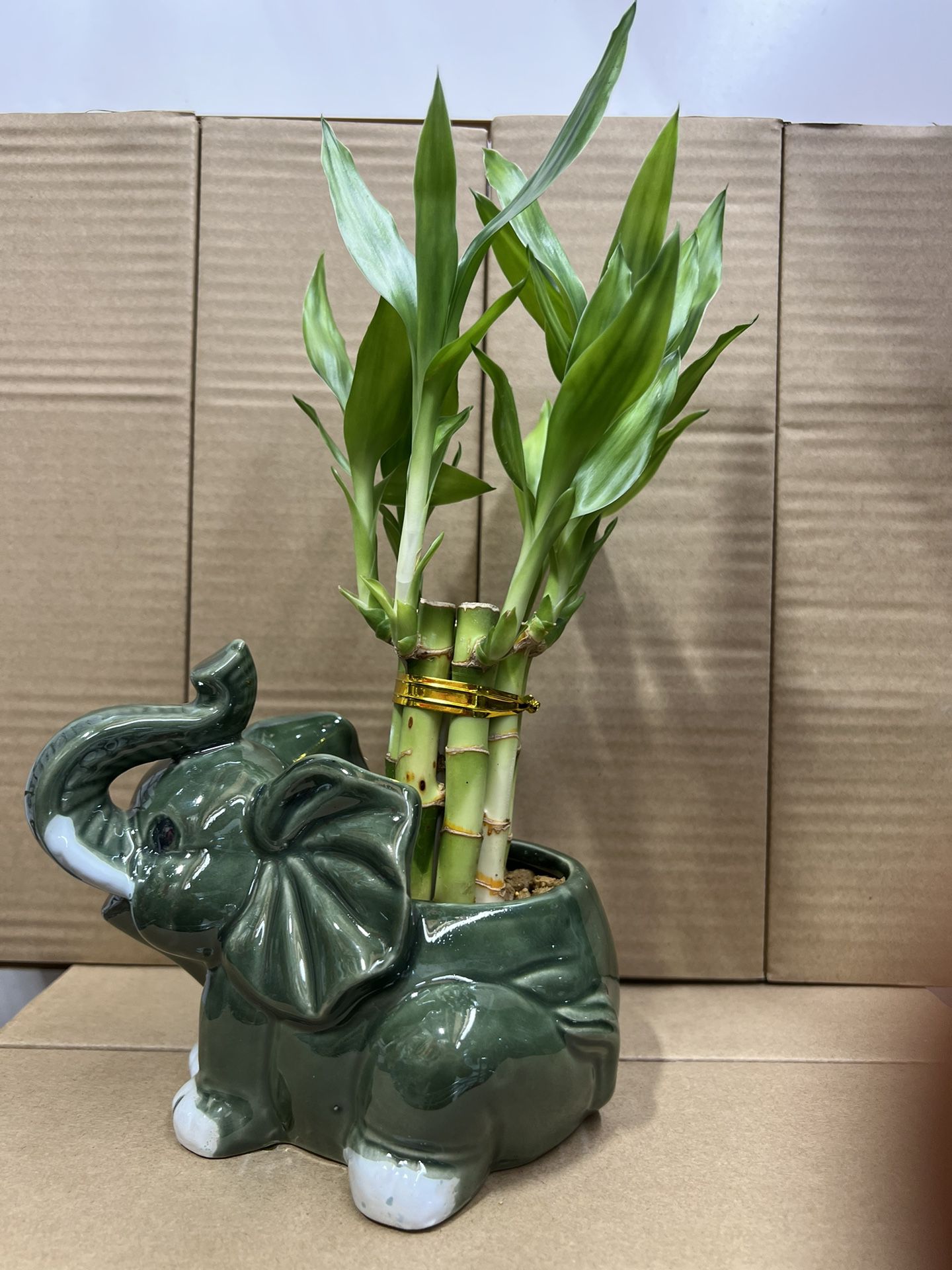 Bamboo Plant With Vase 