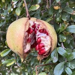 Sweet Pomegranates