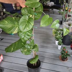 Hawaiian Golden Potho's Plant 