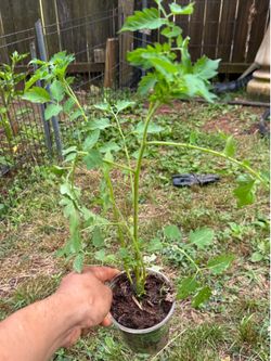 Cherry tomato plants