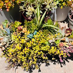 Beautiful succulents in hanger black pot