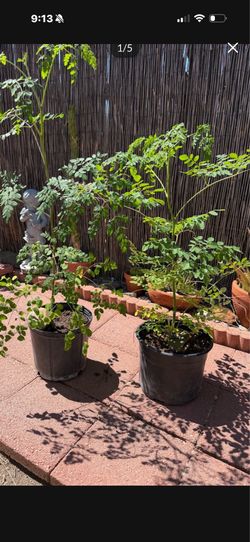 Moringa/Malunggay  tree,3.5ft+,each$25