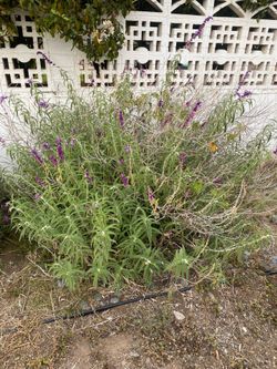 Free Plants
