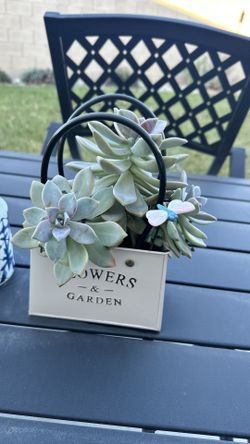 Succulent Live Plant