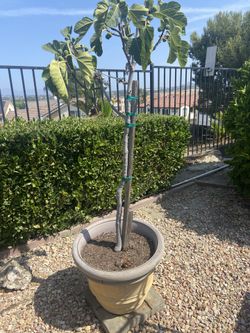 Desert King White Fig 
