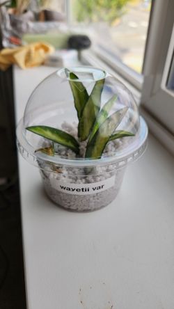 Hoya wayetii cutting