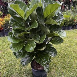 FIDDLE LEAF FIG (Trendy House Plant Air Purifying ) 7 Gallon Pot Over 3 Ft Tall